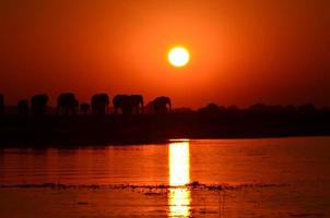 Elephants on the banks of the Chobe River at sunset photo