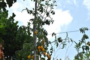 small yellow tomatoes ripen on a branch photo