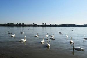 cisnes blancos nadan en el río foto