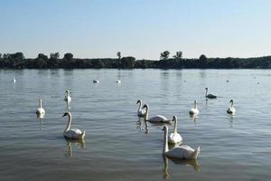 cisnes blancos nadan en el río foto