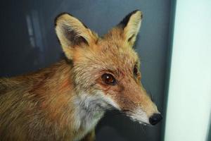 the head of a stuffed red fox photo
