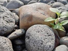 a small plant that grows between small stones