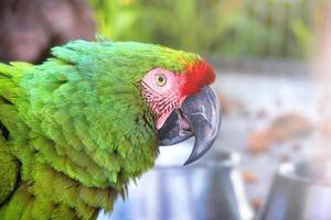 Macaw green Ara militaris closeup with copyspace photo