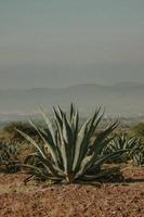 Agave Maguey Mezcal Desert Landscape background with with copys pace in mexico photo