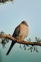 European turtle dove, streptopelia turtur, sitting perched on branch with blurred yellow background in summer at sunset. Side view of bird with grey and brown patterned feathers in nature. photo