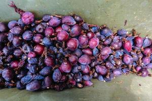 Myrtillocactus geometrizans Garambullo fruits in Mexico photo