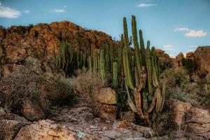 paisaje árido y desértico en el desierto de méxico foto