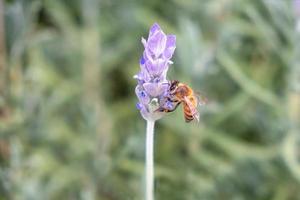 Bee pollinating lavender flowers photo
