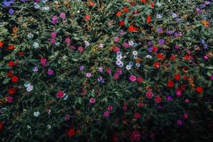 Colorful flower bed of Petunias of different colors photo