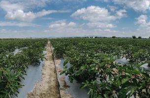 Plantation of Fig Trees in Lines in Mexico photo
