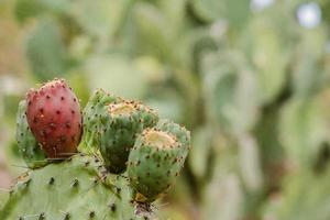 Opuntia Nopales and cactus in mexico to background or wallpaper photo