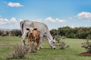 vaca con su ternero en campo verde con cielo azul y nubes en segundo plano foto