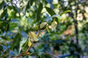 pecan trees in guanajuato mexico photo