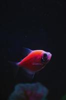 pez rojo con fondo oscuro de colores neón con espacio de copia foto