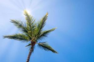 Palm tree with sun rays blue sky background and copyspace photo