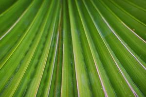 Palm tree green leaves texture background photo