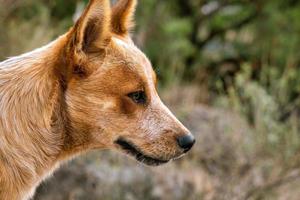 Happy dog watching field with copyspace photo