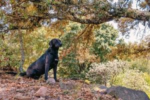 Guard dog sitting outdoors under a tree photo