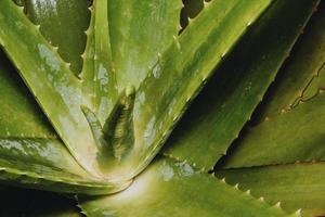 Aloe vera cactus background with copyspace on the right photo