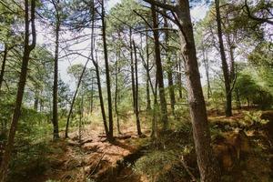 Landscape of trees in the forest photo