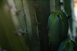 Close up of big thorns on cactus plant photo