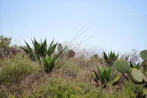 paisaje verde con cielo azul cactus y nopales opuntia en méxico foto