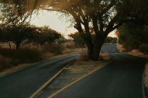 tree in the middle of the road was preserved during the construction of the highway photo