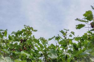 cotton on the green plant photo