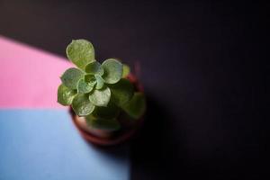 maceta pequeña con planta suculenta sobre hojas de colores y fondo oscuro foto