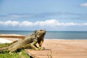 iguana verde en mexico con copyspace en la playa foto