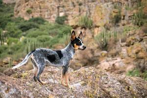 Happy dog watching field with copyspace photo