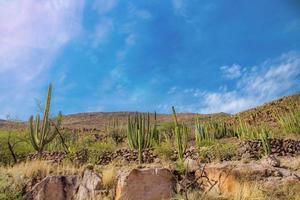 paisaje montañoso con muchos cactus, rocas y un cielo azul de fondo en guanajuato méxico foto