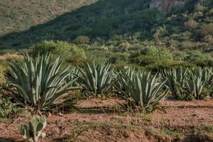 Landscape with agave maguey in Guanajuato Mexico photo