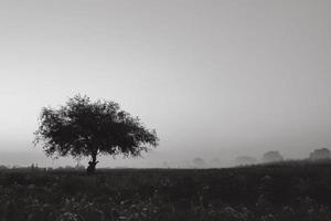 Single tree with space to the right photo