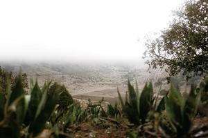 Mexican landscape with cactus and agaves photo