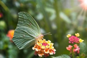A butterfly pollinating photo