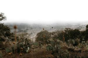 Mexican landscape with cactus and agaves photo