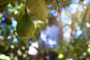 hombre recogiendo aguacates del árbol foto