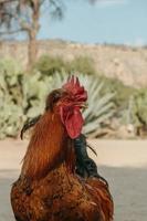 Profile of a Multicolor rooster with a red comb at farm yard. Close up. Agriculture and natural animals concept. photo