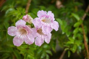 Bignonia rosa, arbusto de Pandora, trompetas photo
