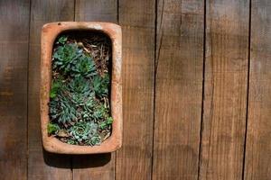 pot with cactus on wood with a space for advertising text on the right photo