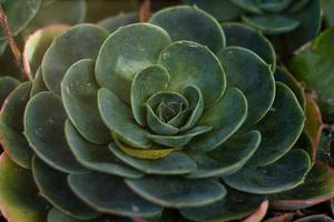 Succulent background. High quality texture of the succulent. Plant background. Selective focus. photo