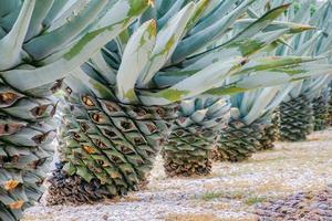 Agave leaves textured background photo