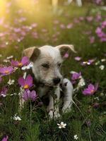 Cute dog among flowers pink and white photo