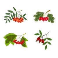 Rowan, hawthorn, viburnum, rosehip color, set vector