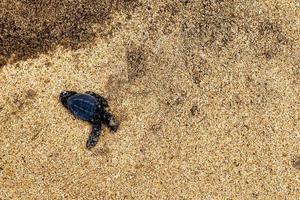 tortuga recién nacida muerta en la arena con copyspace foto