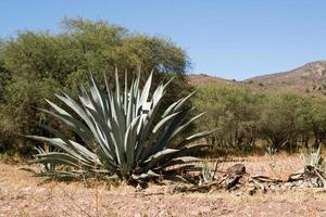 Maguey with blue sky in the background and copyspace on right photo