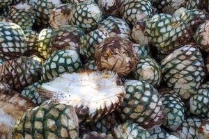 Agave piles in distillery waiting for processing, Tequila, Jalisco, Mexico. Harvest agave. photo