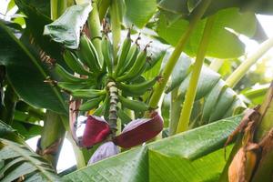 Bananas on the stalk still on the plant photo