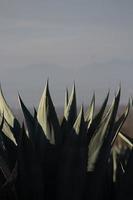 Agaves with space for text in Mexico photo